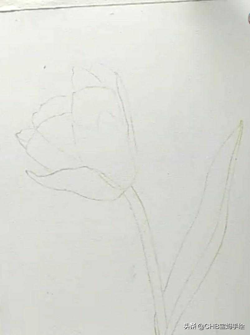 怎么在扇子上画郁金香简单用彩铅,彩铅绘画ins风郁金香整幅