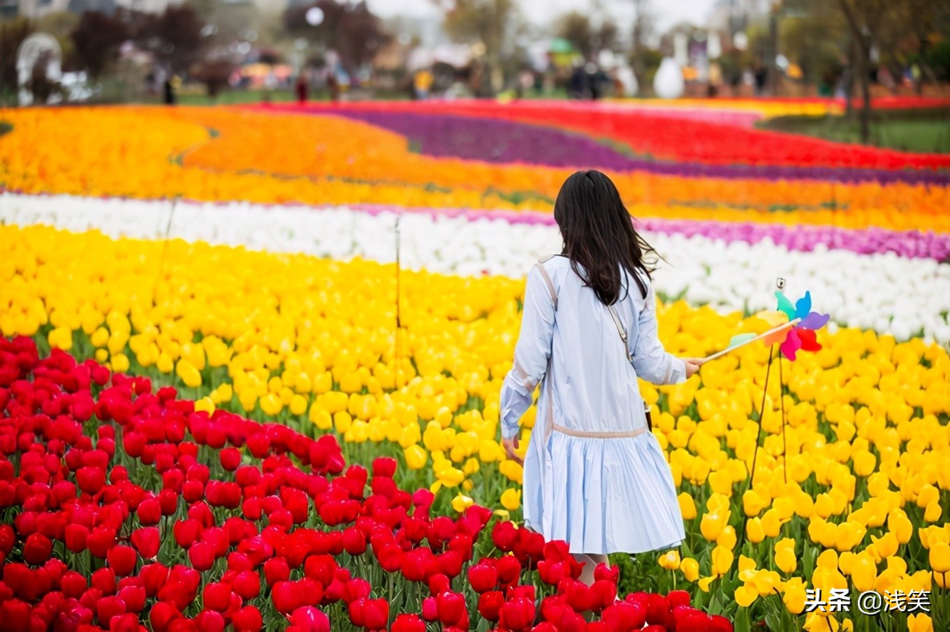 芬芳之人方能遇到芬芳之心，郁金香开成了荷兰花海