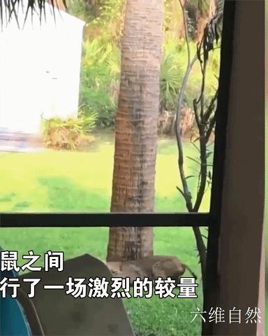 国外一只松鼠逃跑过程,国外一只松鼠逃跑