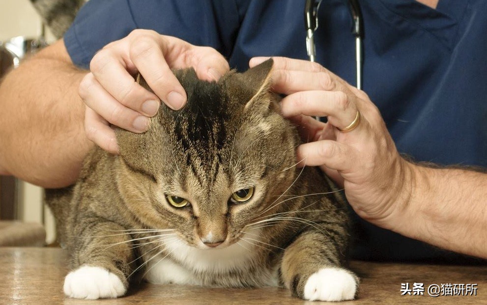 猫咪粪便检测出菌群超标,猫咪腹泻吐白色泡沫食欲还行