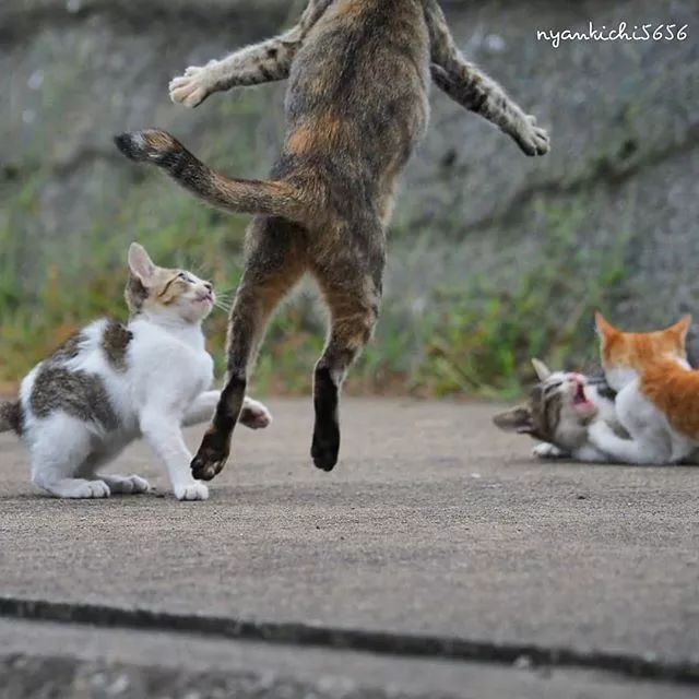 镜头下的猫视频,盘点那些可怜的流浪猫