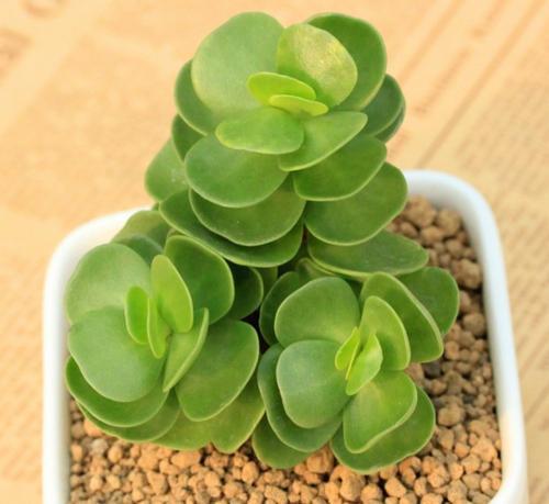屋里带来财运的花有哪些,家里风水聚财的花是什么