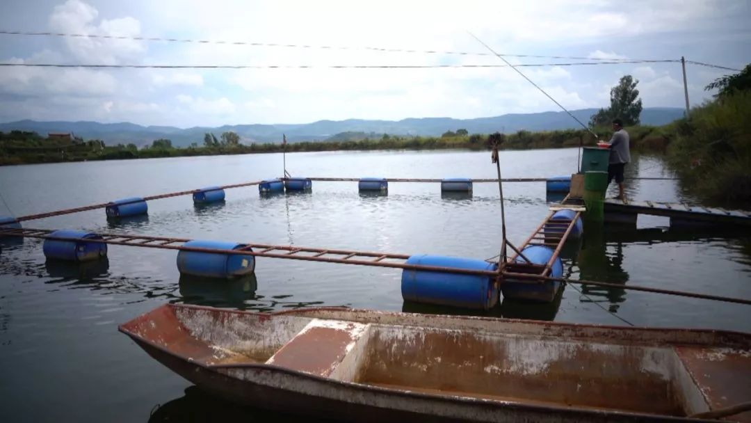 全面清理养殖网箱,水域取缔网箱养殖
