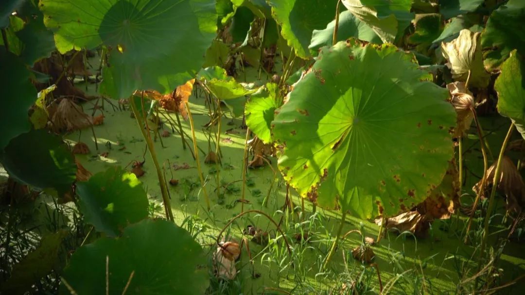 全面清理养殖网箱,水域取缔网箱养殖