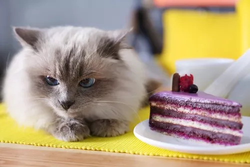 奶油蛋糕猫能够吃吗,猫吃了人吃的蛋糕会怎么样