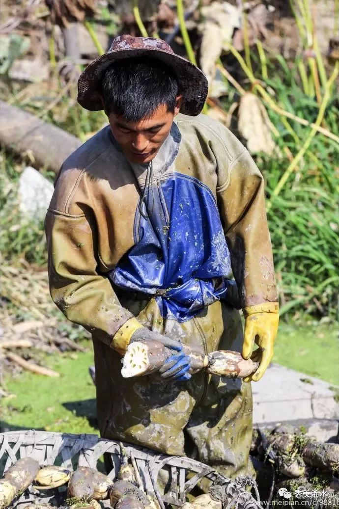 「浠世美文」巴河莲藕甜又香