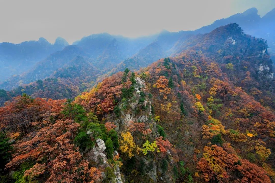 河南秋季最美红叶,河南十大红叶观赏地
