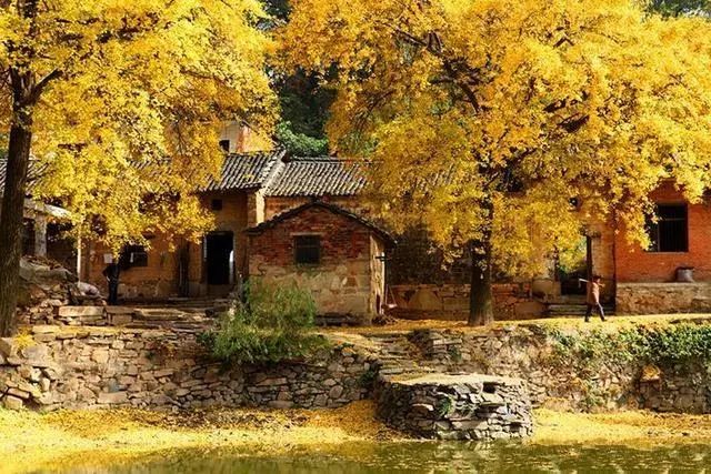 河南秋季最美红叶,河南十大红叶观赏地