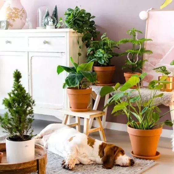 这几种过期药片别扔掉放到花盆里,用过期的药片能种花吗