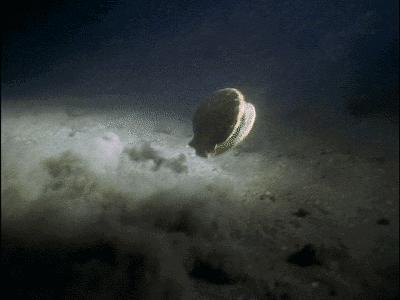 鬼知道我经历了什么小说在线看,鬼知道我经历了什么txt完全版