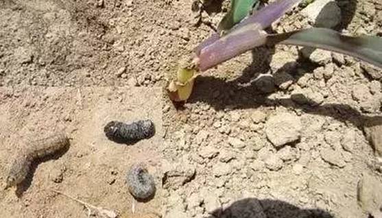 玉米苗期病虫害的防治,玉米苗期虫害用什么药有效