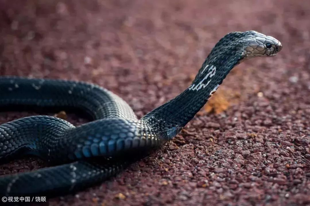 刷爆今天池州人朋友圈的舟山眼镜蛇，喜欢待在啥地方？行家这样说……