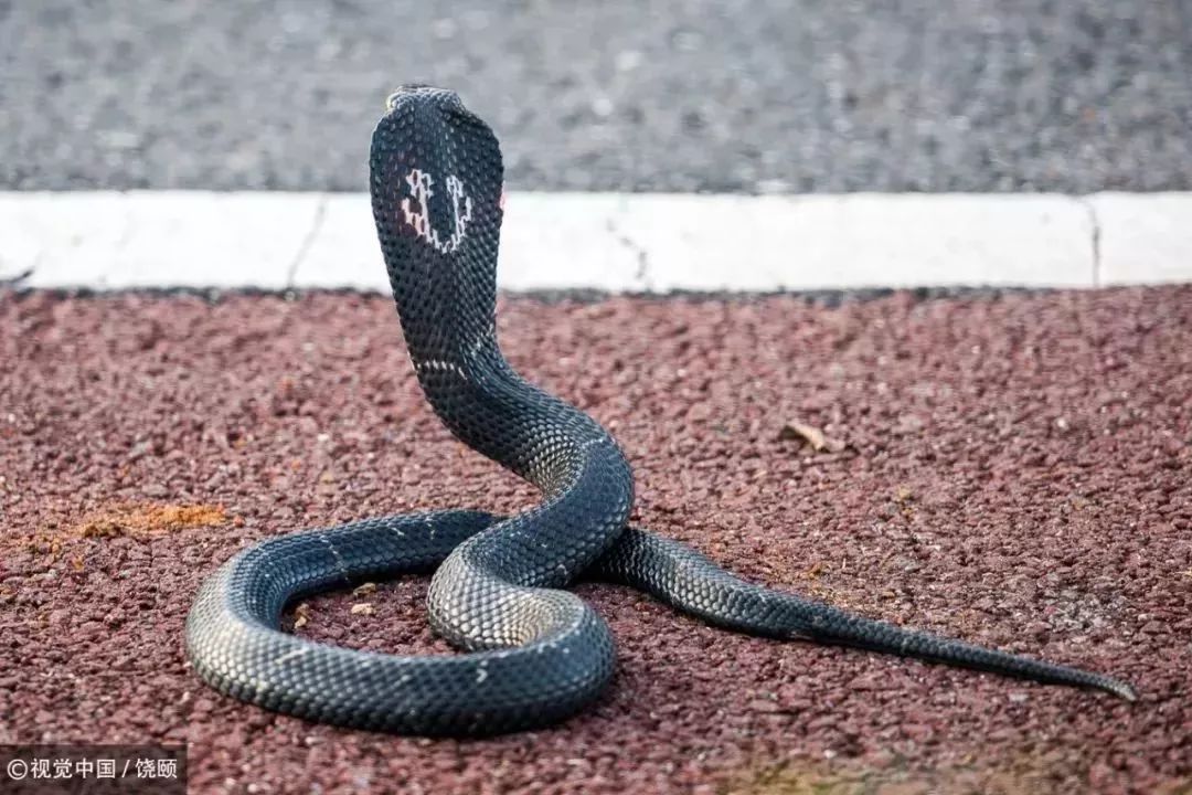 刷爆今天池州人朋友圈的舟山眼镜蛇，喜欢待在啥地方？行家这样说……