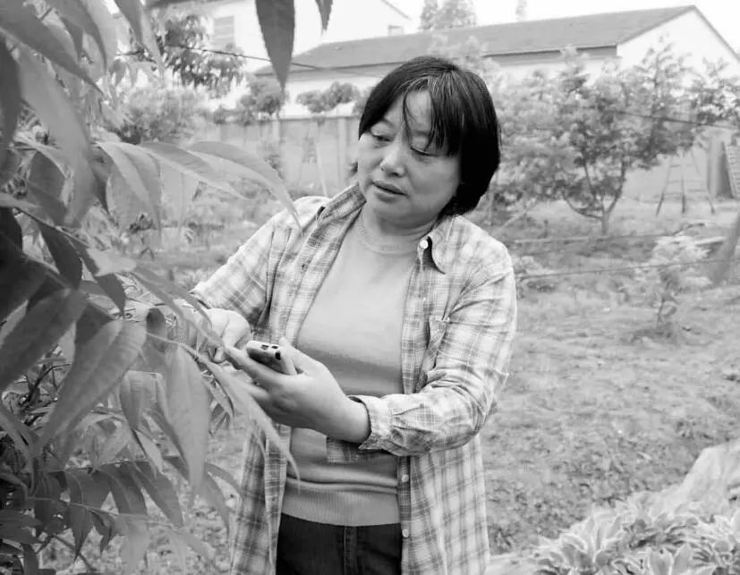 碧根果致富项目,碧根果获丰收小果实带动新产业