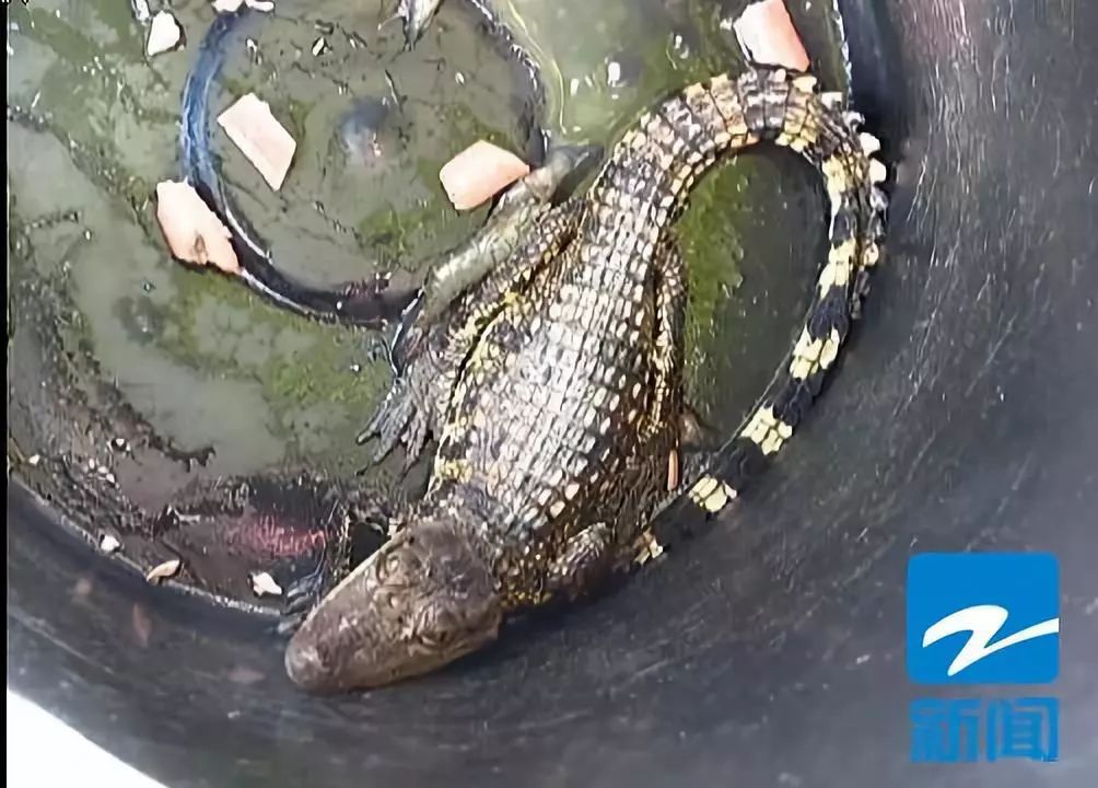 河中捞起的“四脚蛇”，不时发出孩子般哭闹声，这是什么？