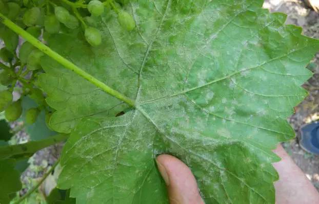 矿物油用清洁剂能够洗掉吗,矿物油有必要用吗