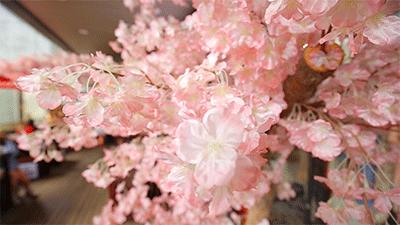 开一家火一家的抹茶店，店长竟是只兔子！今天起，招牌冰淇淋限时3折啦！