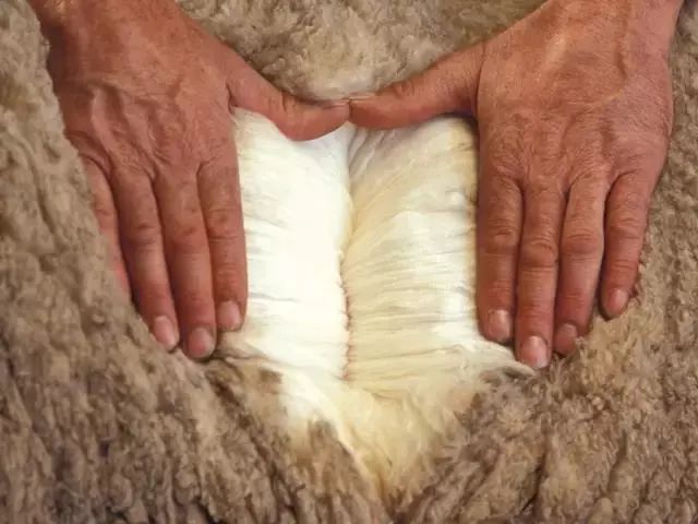 双11直降｜100%澳洲进口细羊毛，防尘抗螨，吸湿排汗，每天都像睡在云朵里