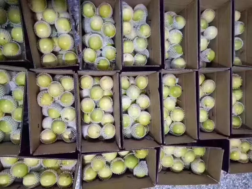 黄金百香果3到5斤装,自带蜂蜜味的黄金百香果