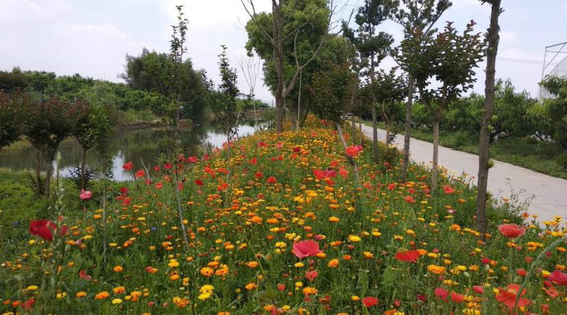 新型农业产业模式助力乡村振兴,脱贫攻坚与乡村振兴有机衔接