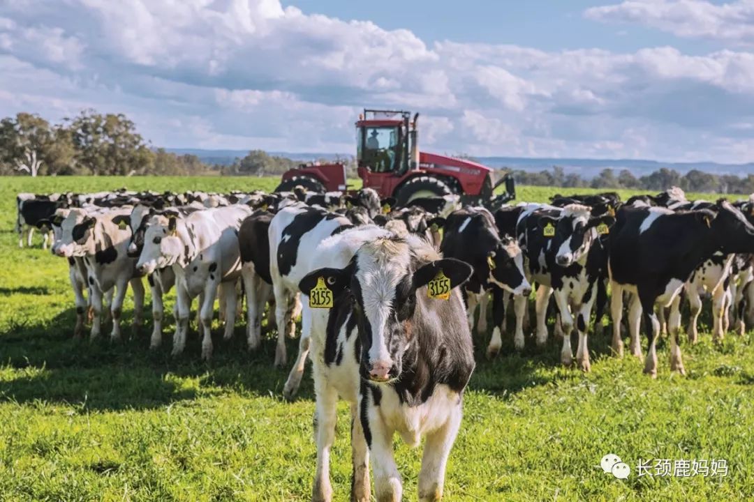 澳牧儿童牛奶问题,让宝宝喝到安全放心的奶粉