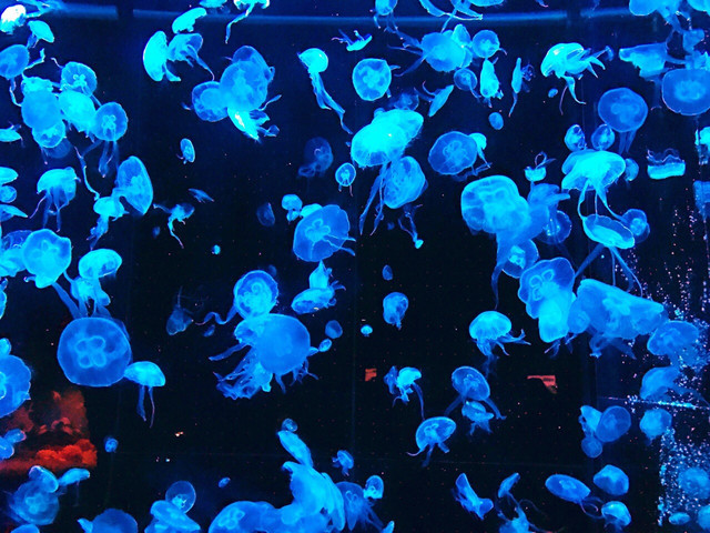 长隆珠海海洋王国网红打卡,珠海长隆海洋王国哪里买门票便宜