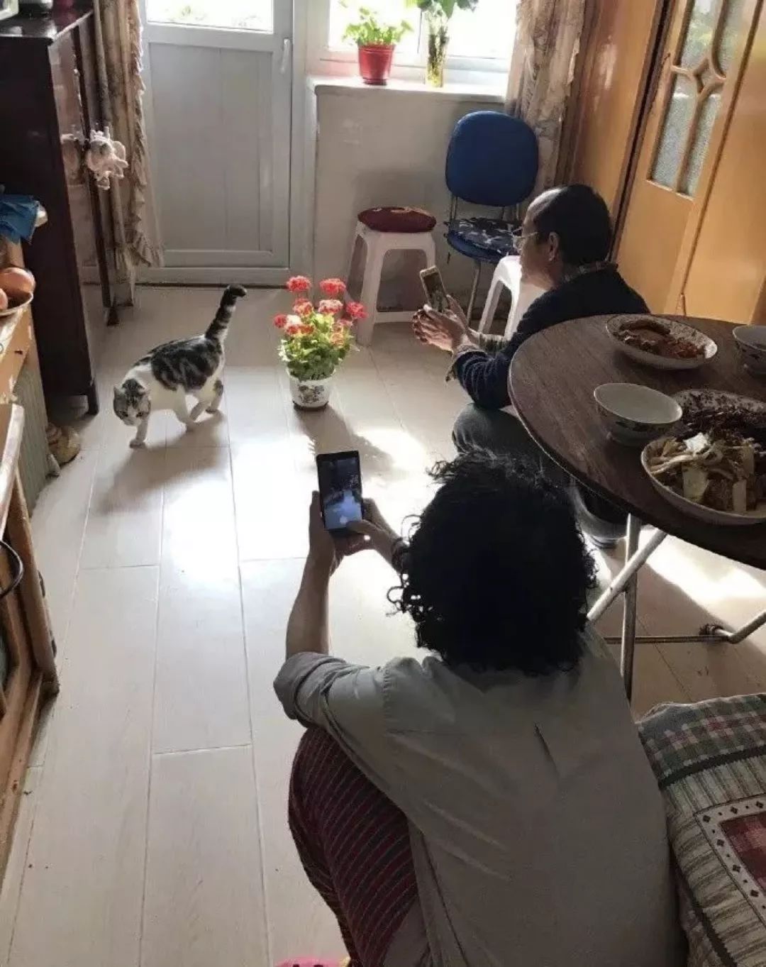 养猫的用处每一个都好硬核 (年轻人养猫和老人养猫的区别)