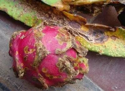 火龙果主要病虫害及防治,火龙果怎么防治病虫害