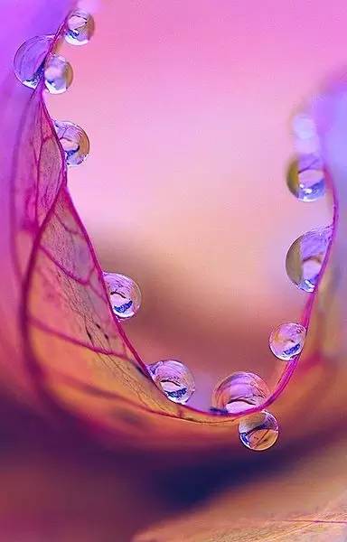 水中花，美翻了！