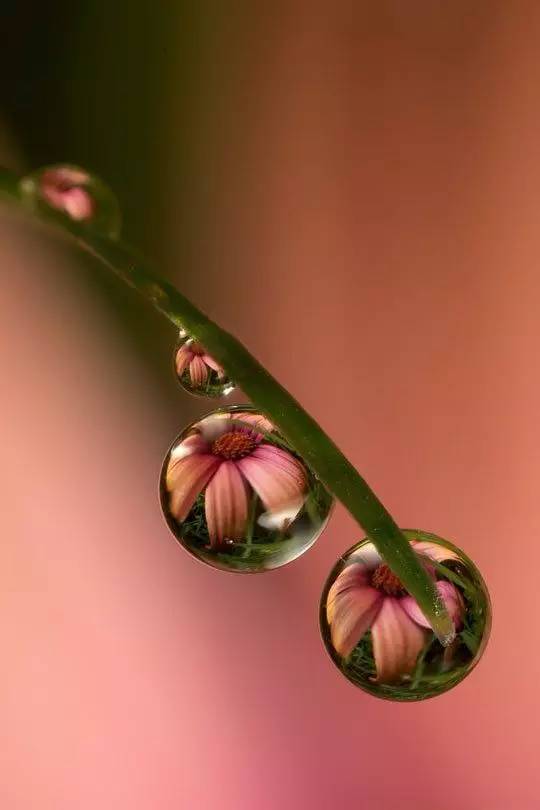 水中花，美翻了！