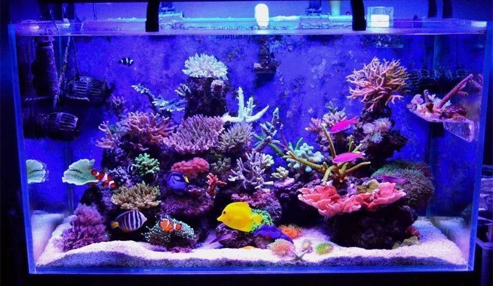 sps海缸ph多少最佳,海缸sps要多久才能下