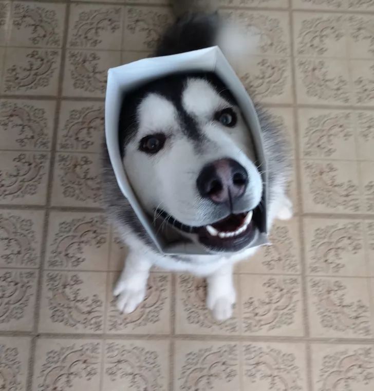 狗狗给你看它最喜欢的玩具,狗狗和它们最喜欢的玩具长见识了