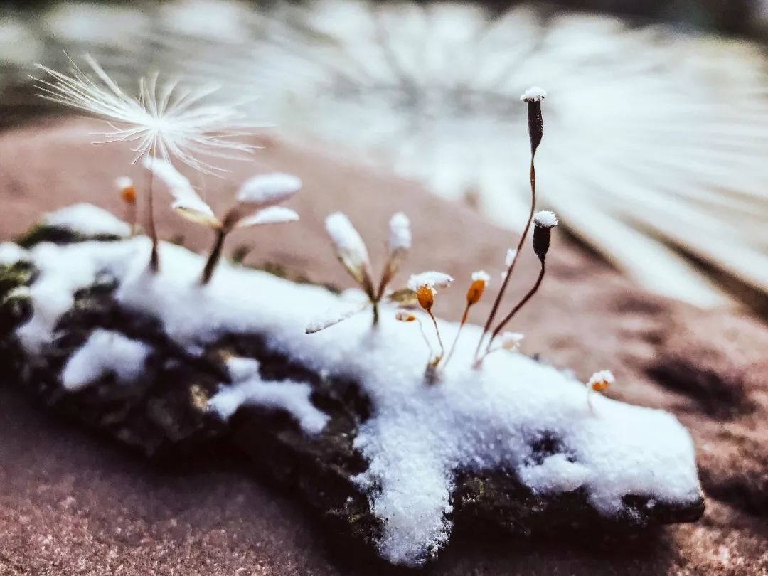 教你怎么造雪,人工造雪最简单的方法