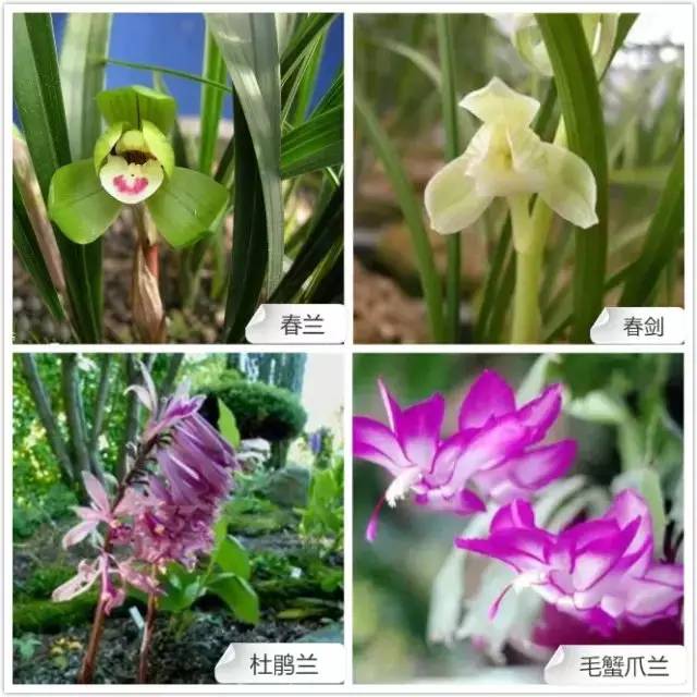 爱开花的兰花有哪些,春夏季开花的兰花种类大全
