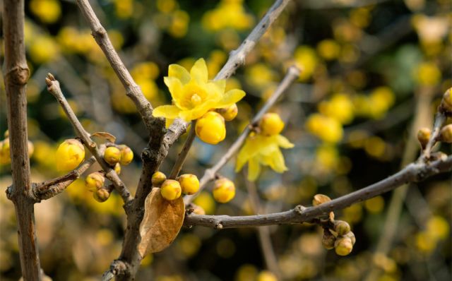 腊梅花的香味沁人心脾,腊梅花开香味扑鼻