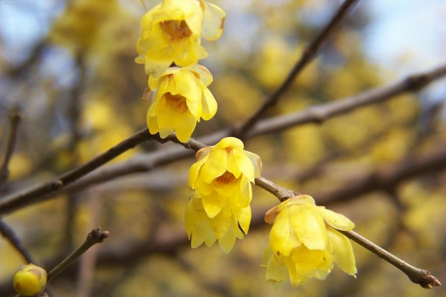 腊梅花的香味沁人心脾,腊梅花开香味扑鼻
