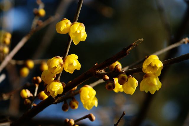 腊梅花的香味沁人心脾,腊梅花开香味扑鼻