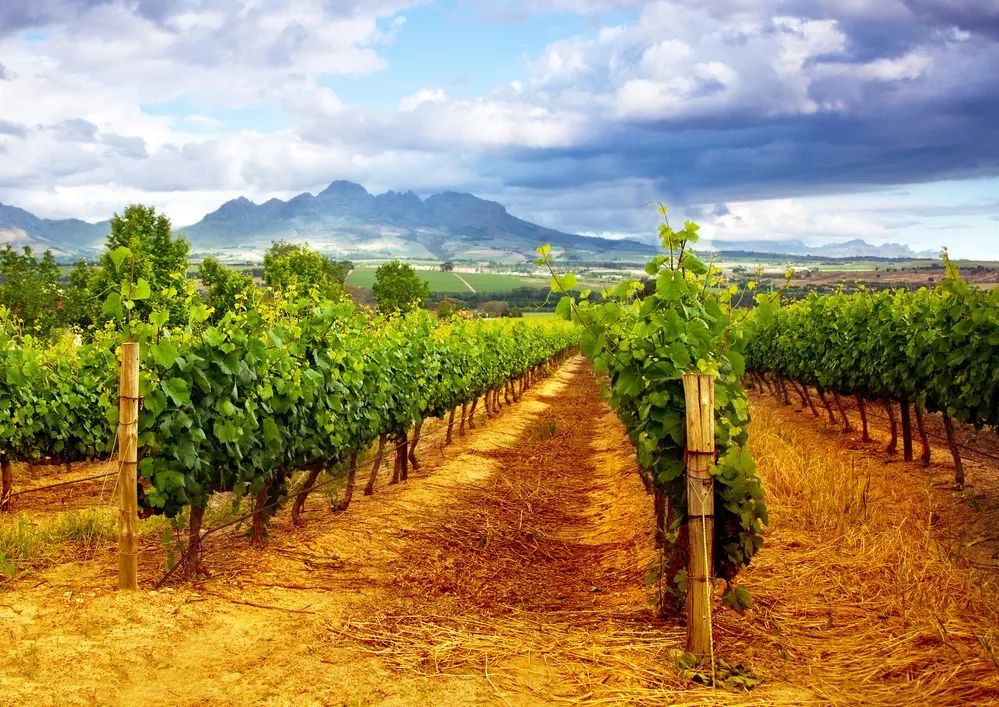 合适黑皮和黄皮的面膜,合适黄皮的mm面膜