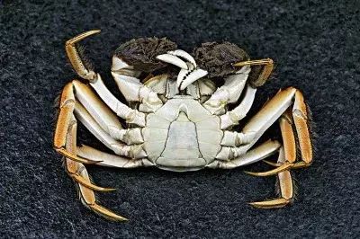 担心！这家哈达店的菜花紫甘蓝，那家地利生鲜的韭菜，还有这些家的菠菜油菜老黄瓜……丨13批次菜肉抽检腐霉利、毒死蜱检出不合格