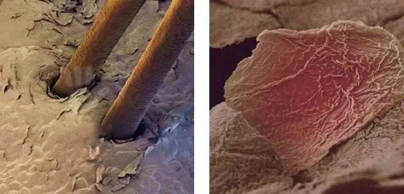 新西兰进口沐浴露,白菜价洗发水沐浴露