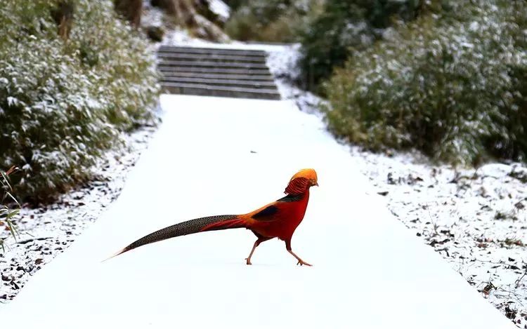 魅力中国城是为了什么,魅力中国城广元视频