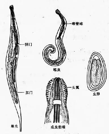 宝宝生病夜不能寐,幼儿烦躁不安是怎么回事