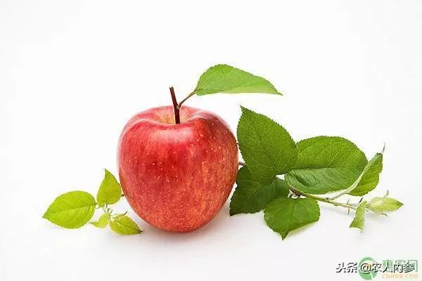 8月12日农产品批发价格,5月11日农产品批发价格