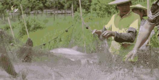 知乎票选“为了吃也要去一次的城市NO.1”