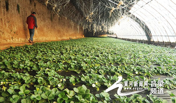 兴县：异乡女人大棚种草莓勤劳吃苦奔小康