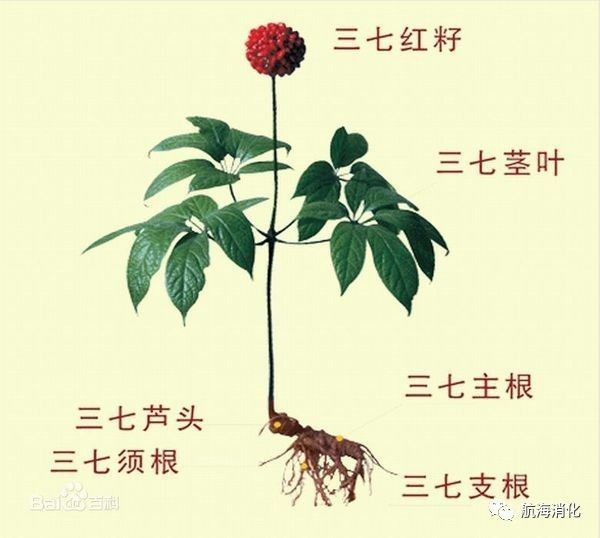 医生报道三七伤肝是真的吗,三七伤肝还是护肝