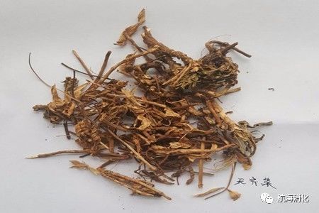 医生报道三七伤肝是真的吗,三七伤肝还是护肝