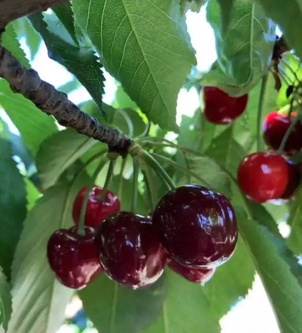 赣州车厘子最新官方消息,赣州产车厘子