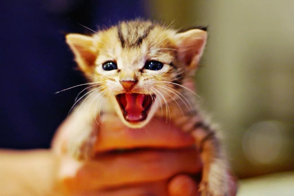 如何解决猫咪铲屎问题,当铲屎官犯二时猫咪在想什么