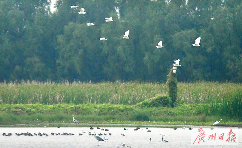 南沙生态鸟类湿地公园,南沙湿地公园观鸟最佳时间
